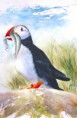 /album/galerie-de-photos-aquarelles/macareux-moine-jpg/